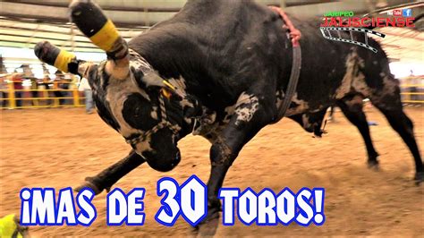 videos de toros